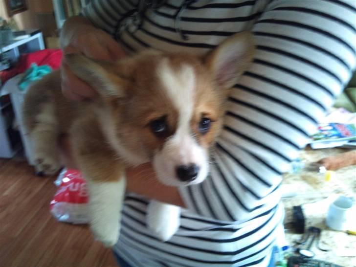 Welsh corgi pembroke Snickers billede 1