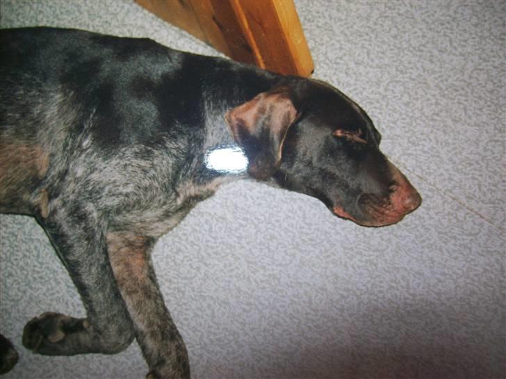 Ruhåret hønsehund Zippo <3<3 R.I.P :'(  billede 6