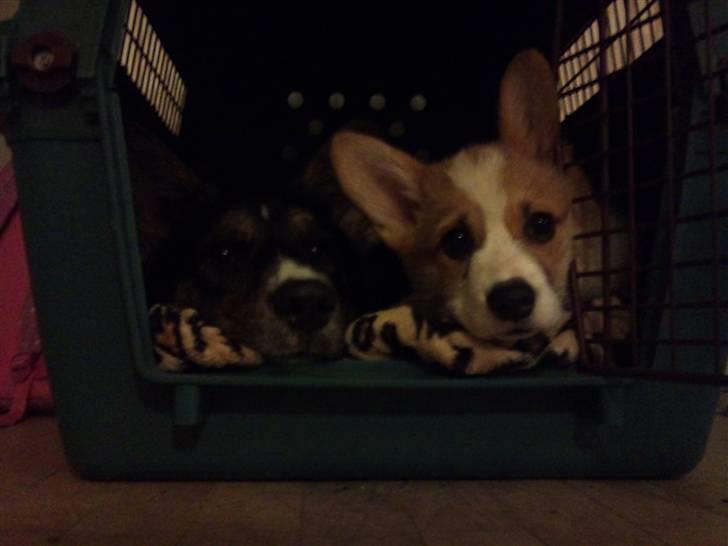 Welsh corgi pembroke Snickers billede 3