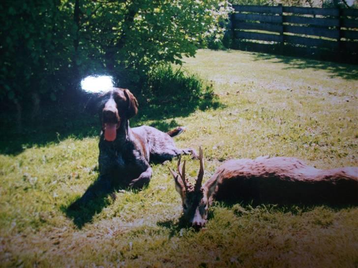 Ruhåret hønsehund Zippo <3<3 R.I.P :'(  billede 7