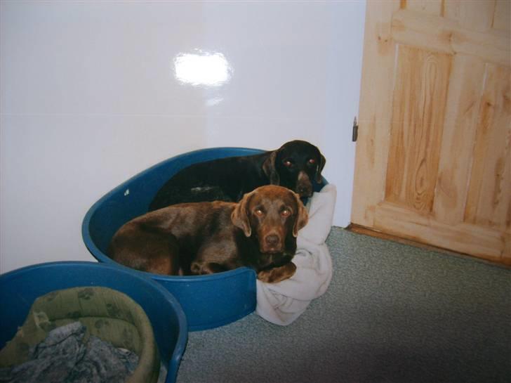 Ruhåret hønsehund Zippo <3<3 R.I.P :'(  billede 8