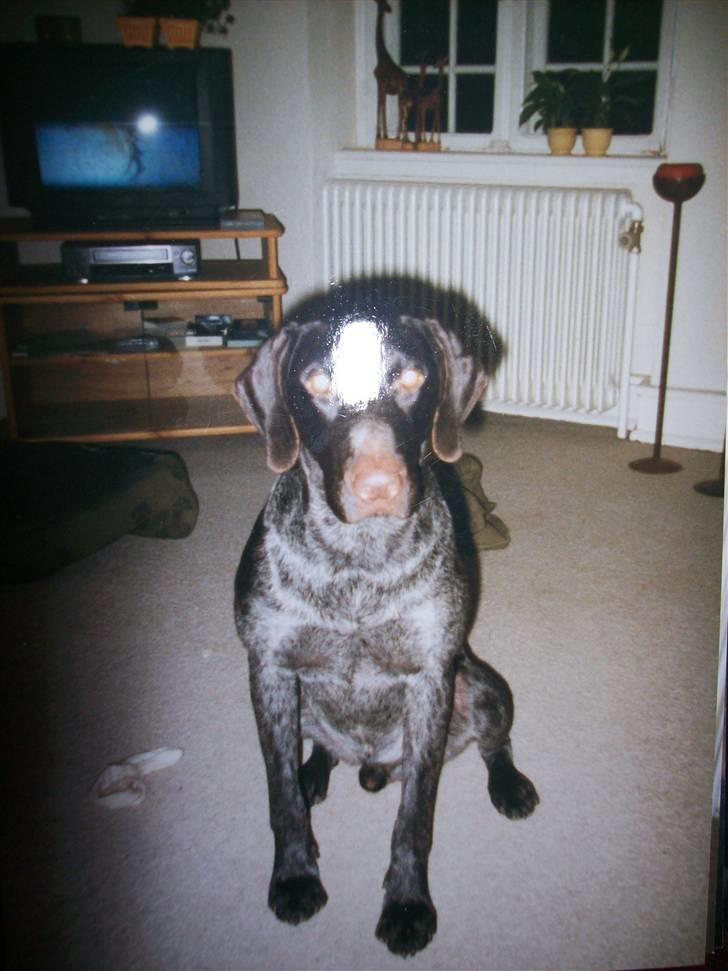 Ruhåret hønsehund Zippo <3<3 R.I.P :'(  billede 9