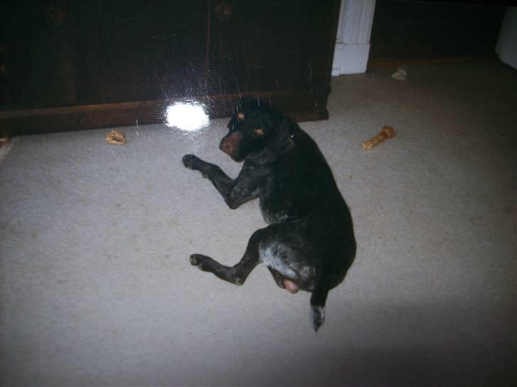 Ruhåret hønsehund Zippo <3<3 R.I.P :'(  billede 10