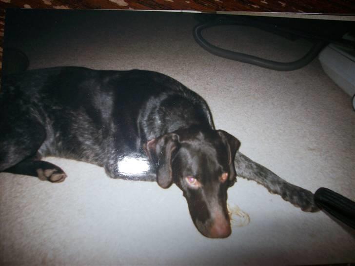 Ruhåret hønsehund Zippo <3<3 R.I.P :'(  billede 11