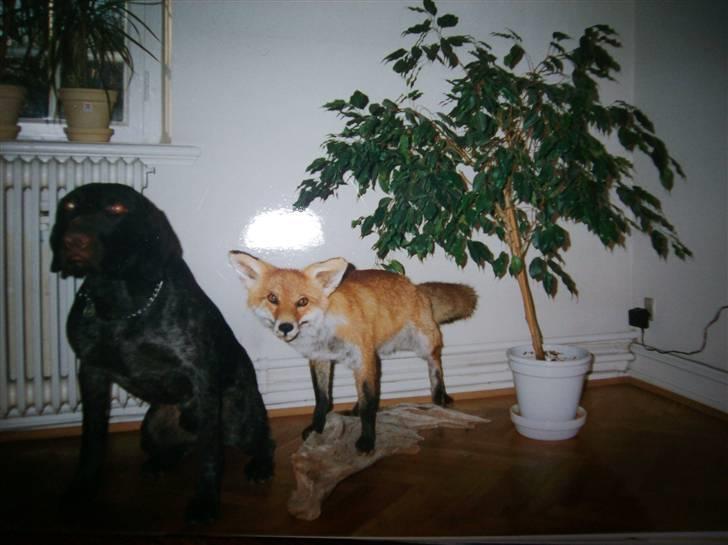 Ruhåret hønsehund Zippo <3<3 R.I.P :'(  billede 12