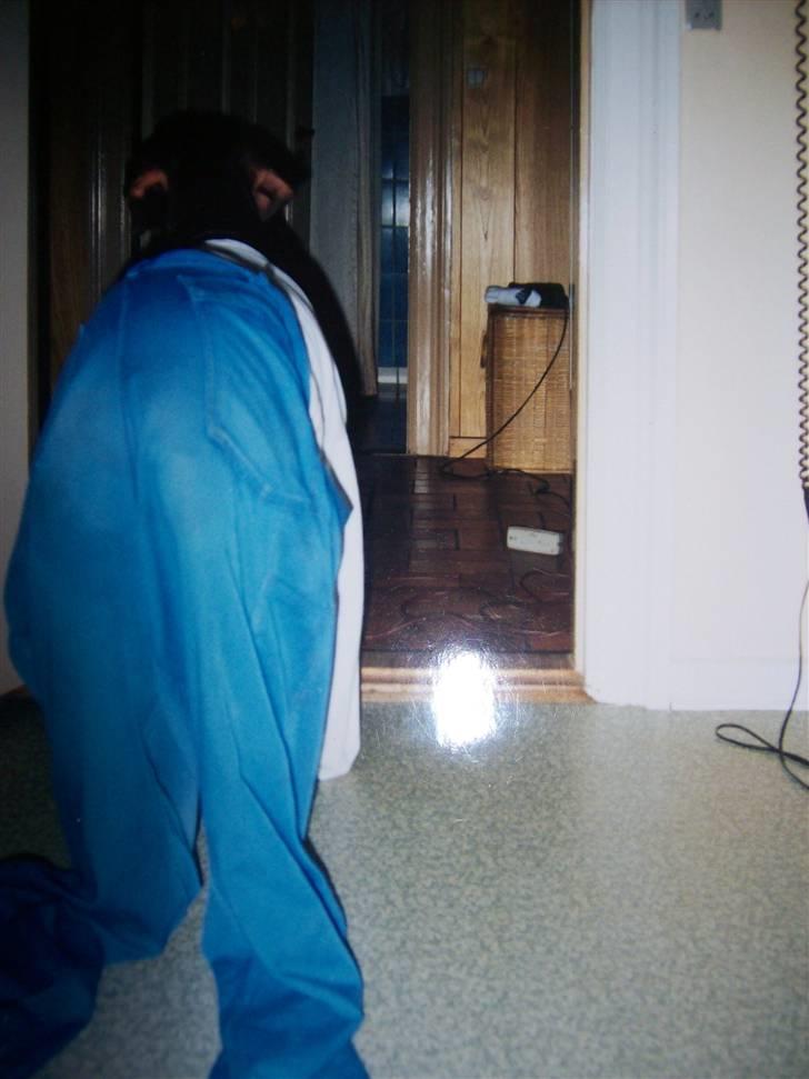 Ruhåret hønsehund Zippo <3<3 R.I.P :'(  billede 13