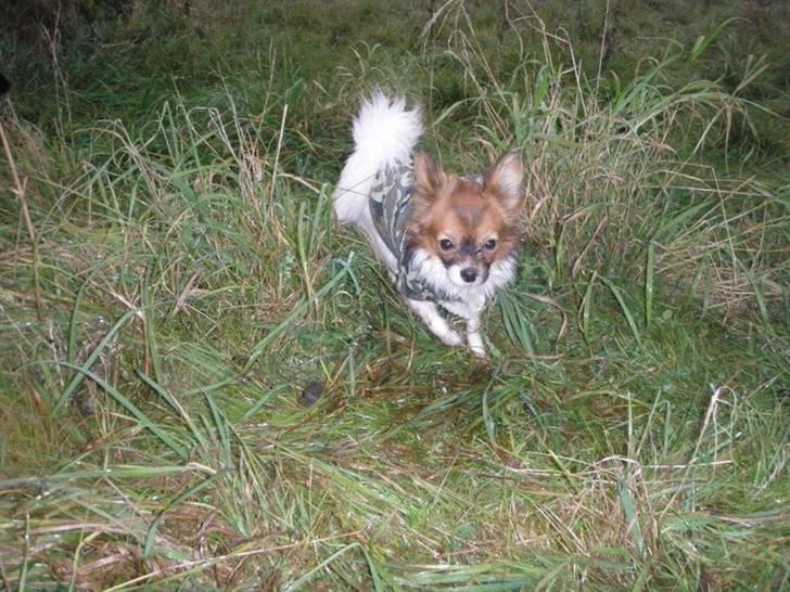 Blanding af racer Cookie billede 8