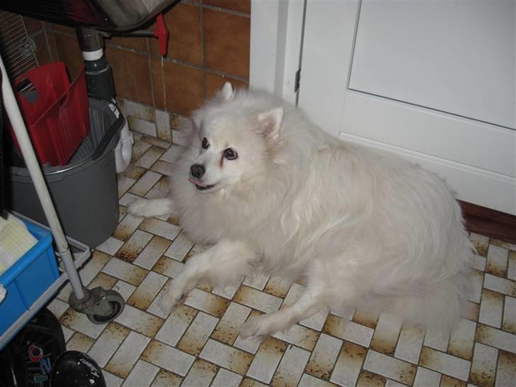 Japansk spids pustie "pjuske" "død" billede 7