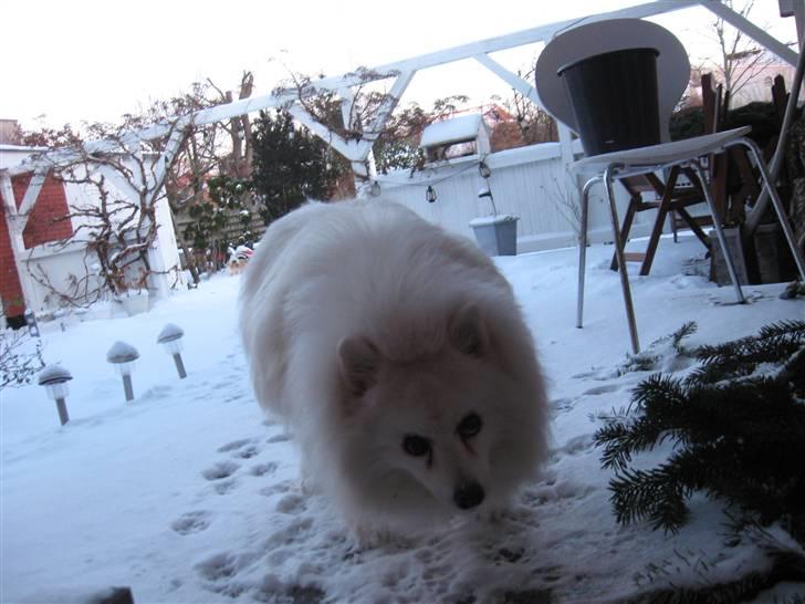 Japansk spids pustie "pjuske" "død" billede 8