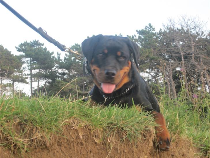 Rottweiler Zakoda Evita Aka Pølse  - Klintstrand billede 13