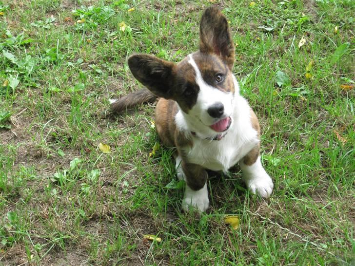 Welsh corgi cardigan spotlight billede 1