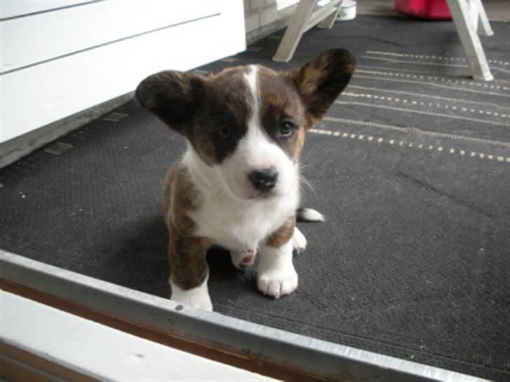 Welsh corgi cardigan spotlight - Er jeg ikk bare lækker.. 7 uger billede 3