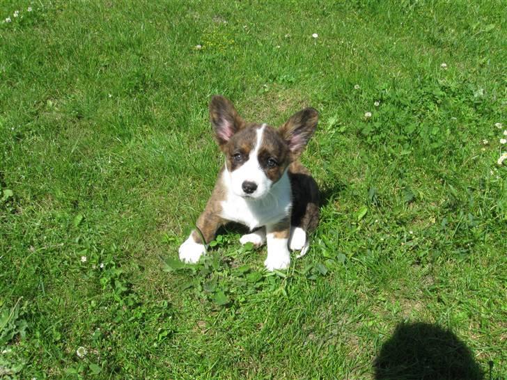 Welsh corgi cardigan spotlight - Se mig (O: billede 5