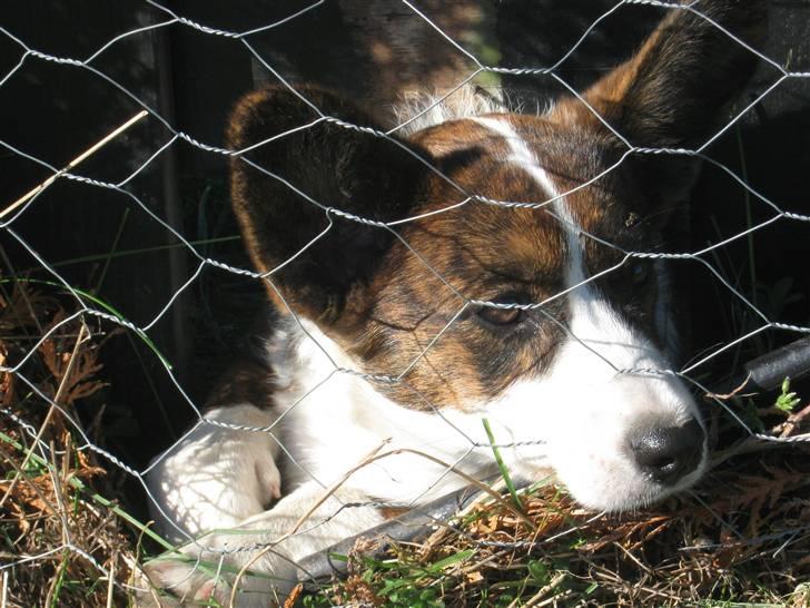 Welsh corgi cardigan spotlight billede 12