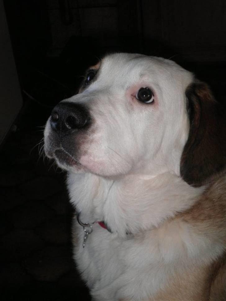 Blanding af racer Emmelie billede 15