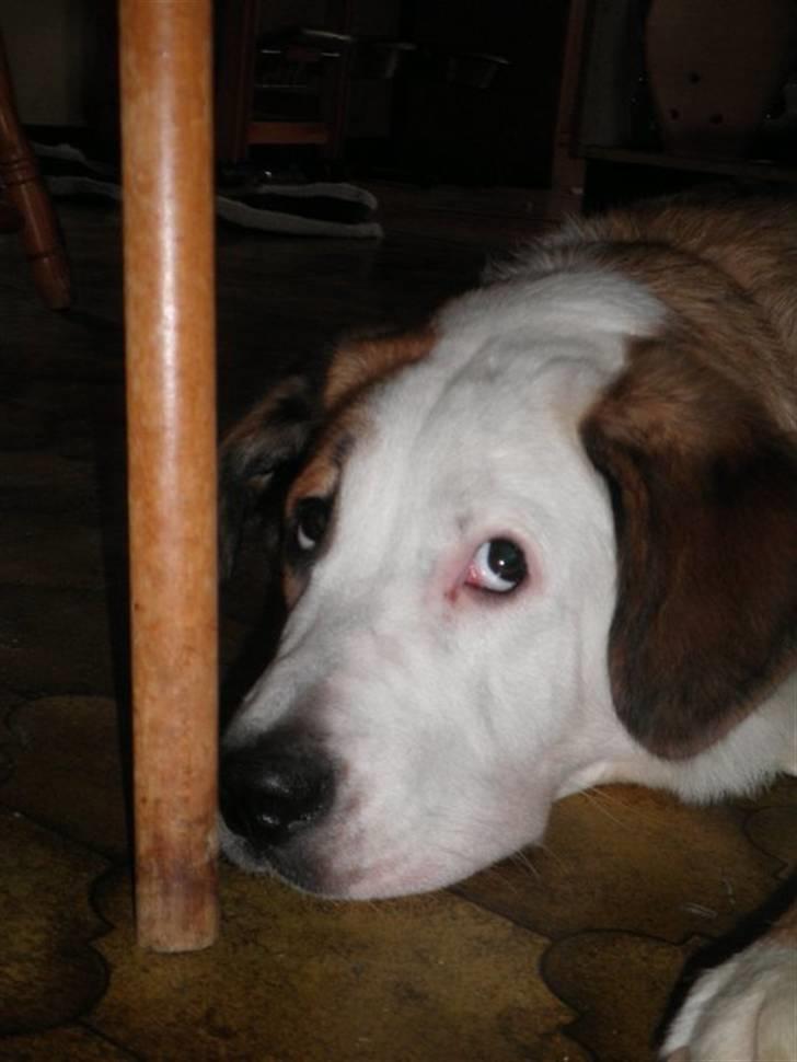 Blanding af racer Emmelie billede 16