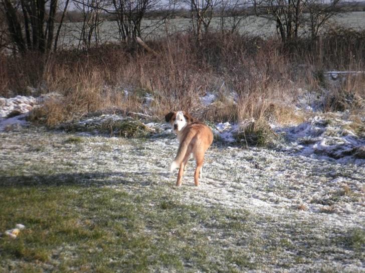 Blanding af racer Emmelie billede 17