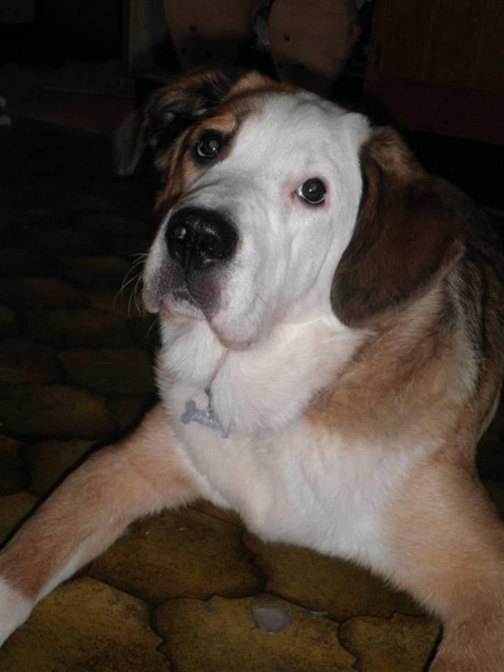 Blanding af racer Emmelie billede 18