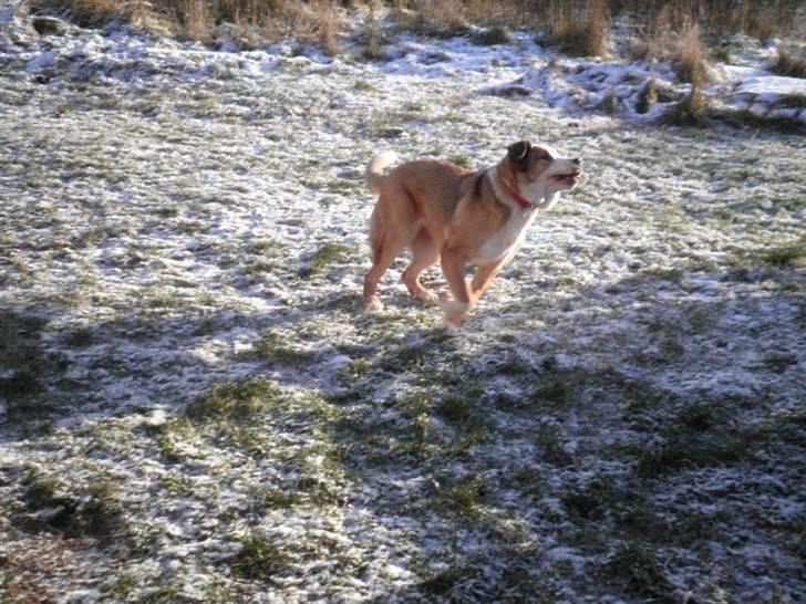 Blanding af racer Emmelie billede 19