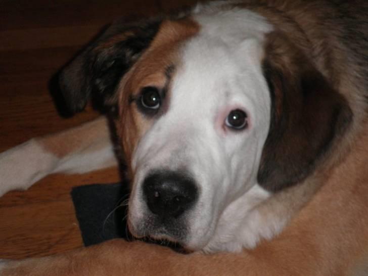 Blanding af racer Emmelie billede 20