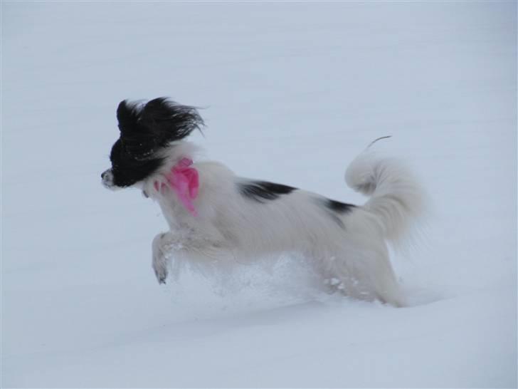 Papillon Klæstruplunds Cille - 1 år gammel <3 billede 13