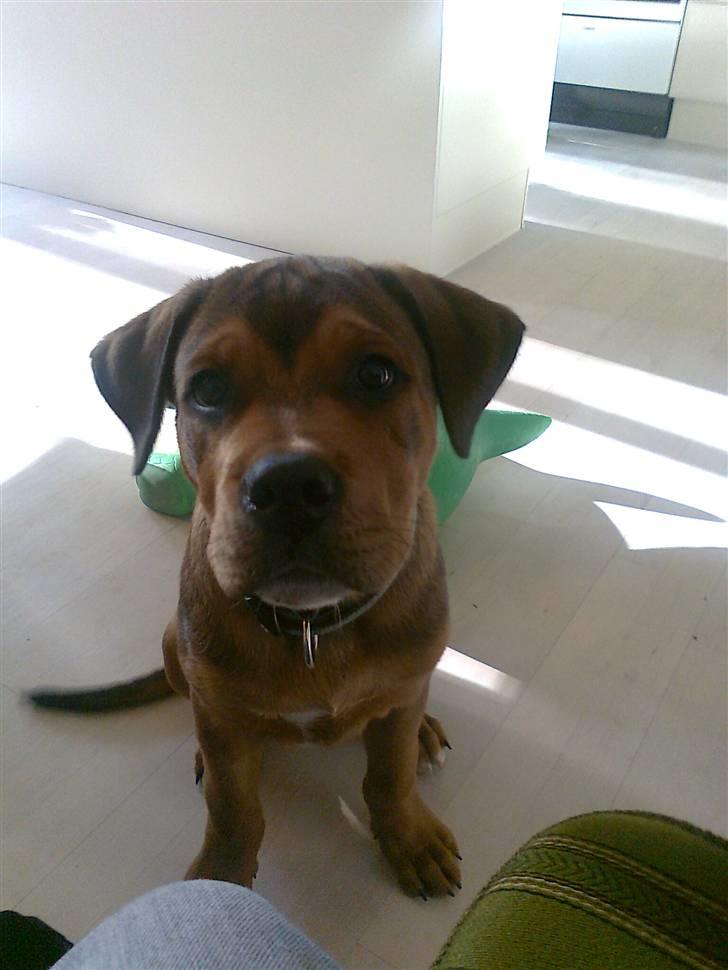 Blanding af racer Otto billede 5