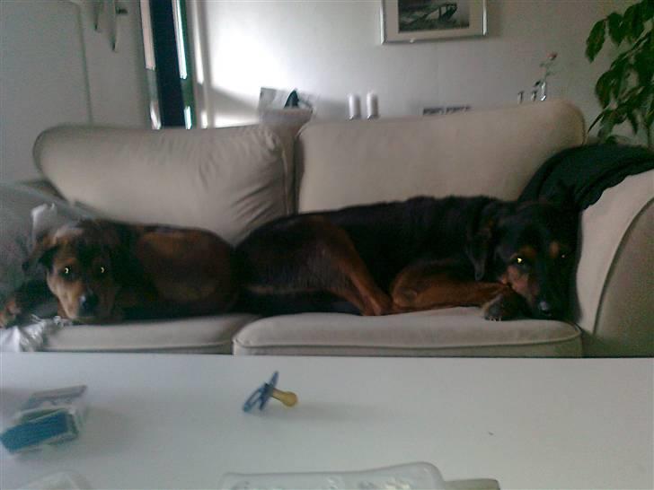 Blanding af racer Otto billede 6