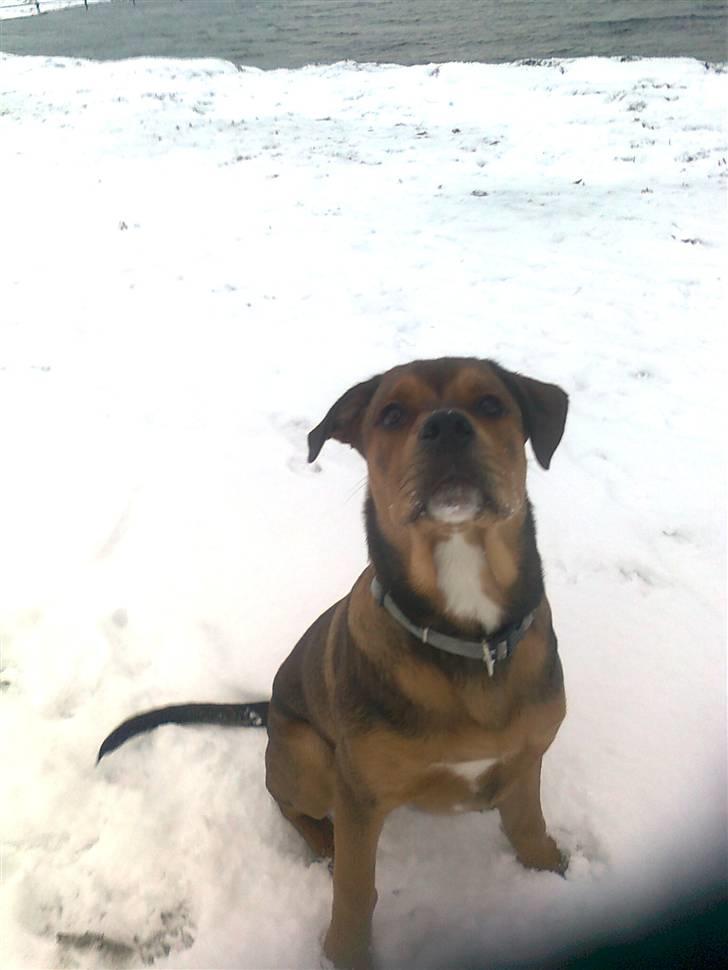 Blanding af racer Otto billede 7