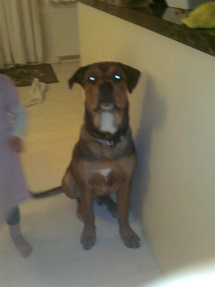 Blanding af racer Otto billede 8