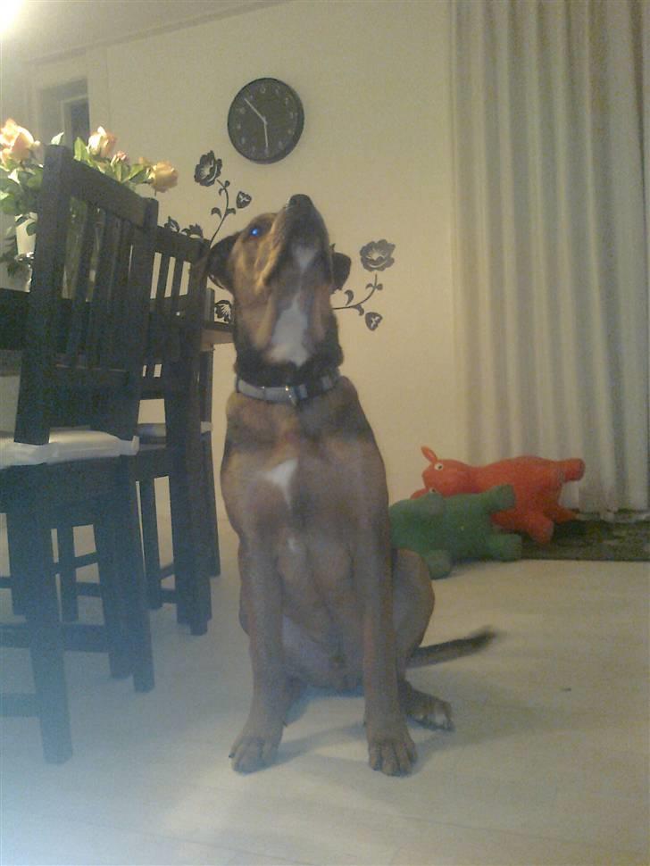 Blanding af racer Otto billede 9