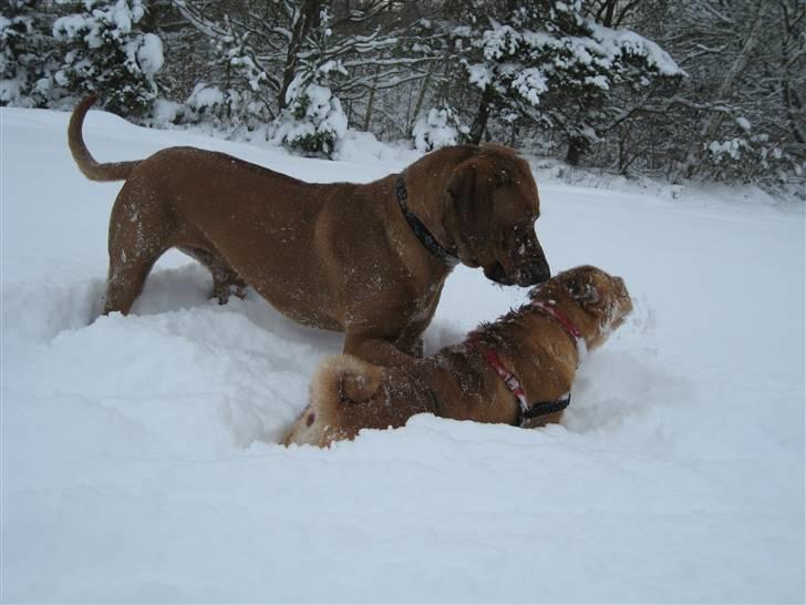 Rhodesian ridgeback Kato - "De 2 brune bisser" - AKA mig og min bedste veninde Chili billede 11