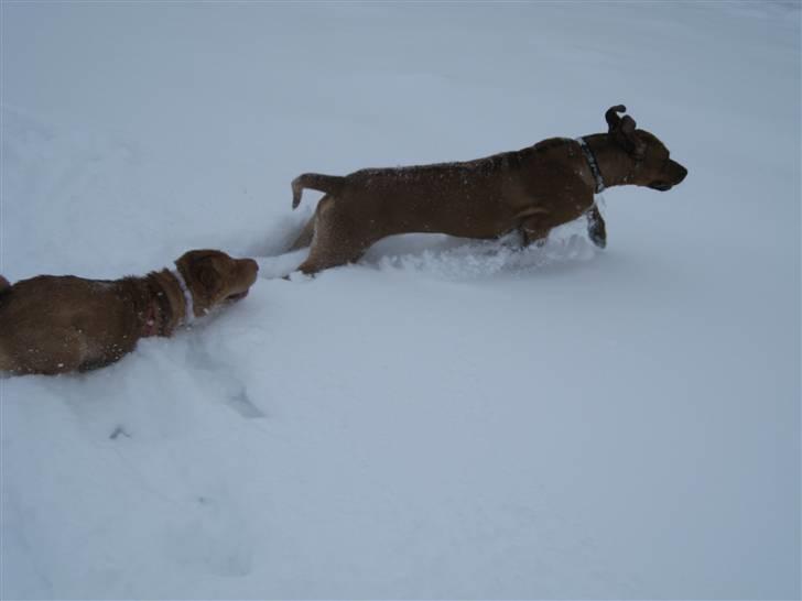 Rhodesian ridgeback Kato - "Du kan ikke fange mig......" billede 12