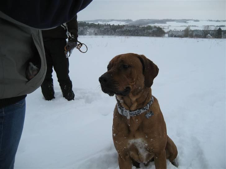 Rhodesian ridgeback Kato billede 13