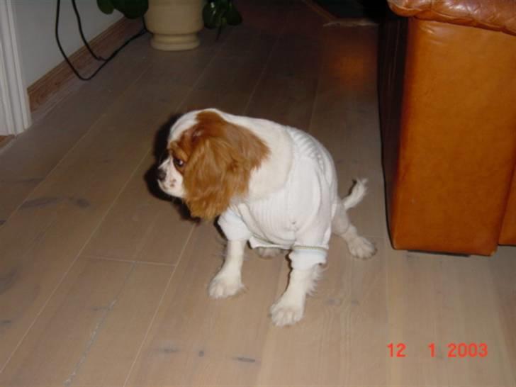Cavalier king charles spaniel Diego R.I.P ;( billede 7
