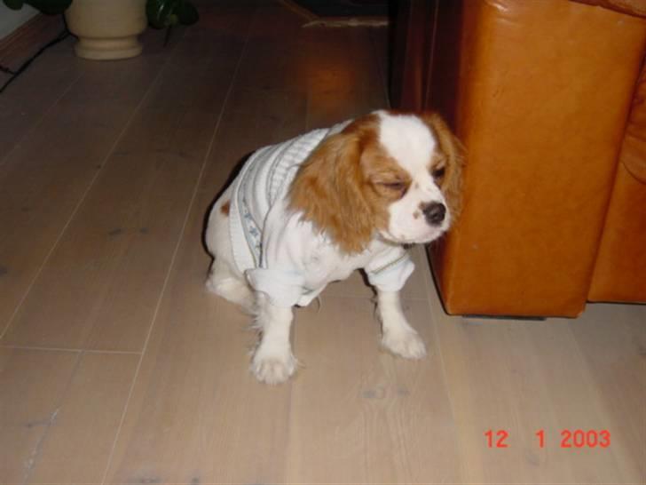 Cavalier king charles spaniel Diego R.I.P ;( billede 8
