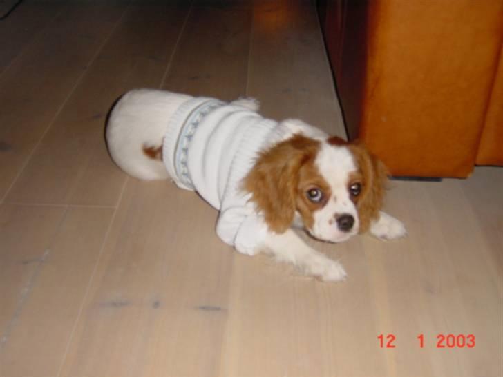 Cavalier king charles spaniel Diego R.I.P ;( billede 9