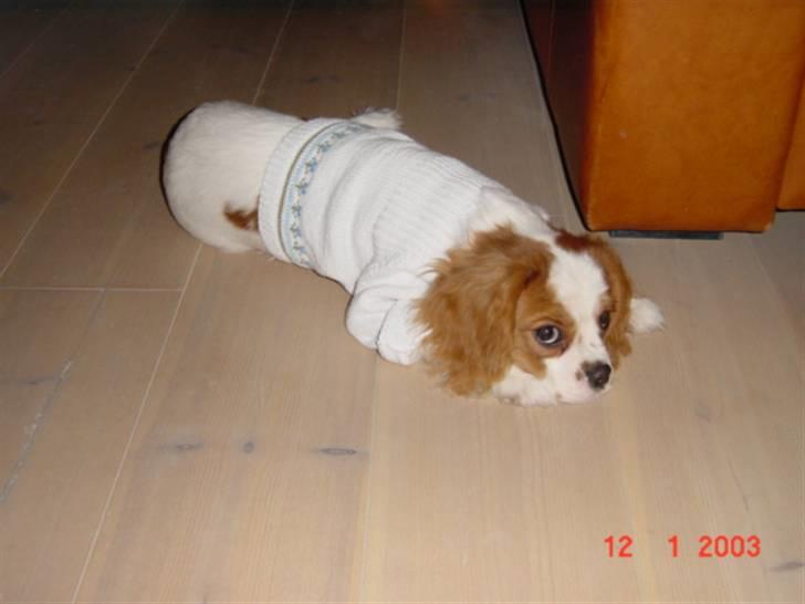 Cavalier king charles spaniel Diego R.I.P ;( billede 10