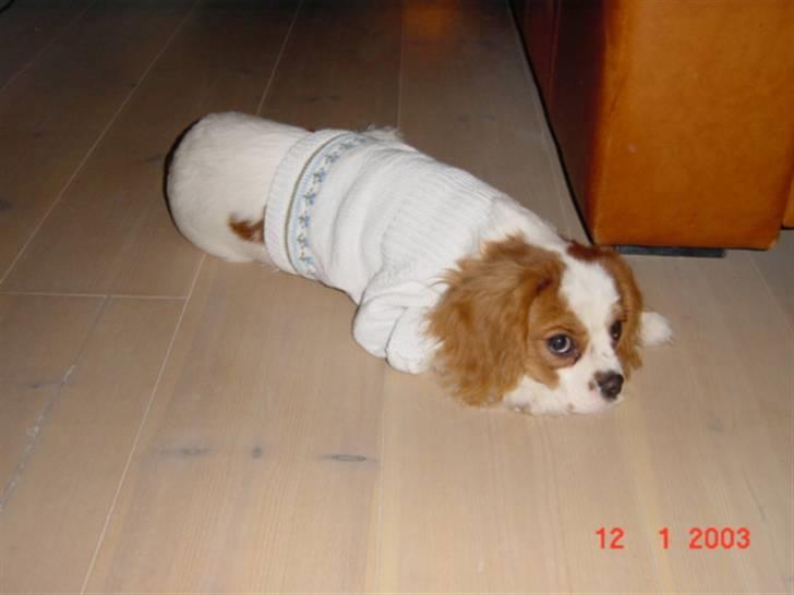 Cavalier king charles spaniel Diego R.I.P ;( billede 11
