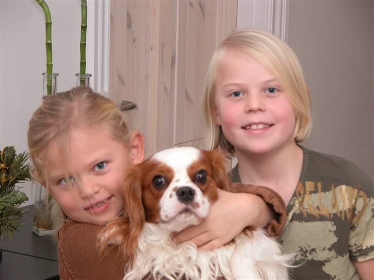 Cavalier king charles spaniel Diego R.I.P ;( billede 13