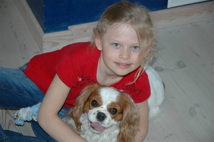 Cavalier king charles spaniel Diego R.I.P ;( billede 15