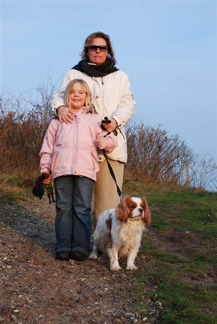 Cavalier king charles spaniel Diego R.I.P ;( billede 16