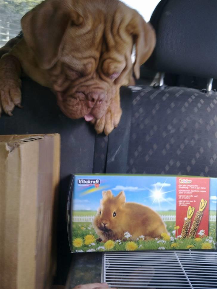 Dogue de bordeaux Bella - Bella passer på aftensmaden ;o)   16 mdr. gammel billede 3