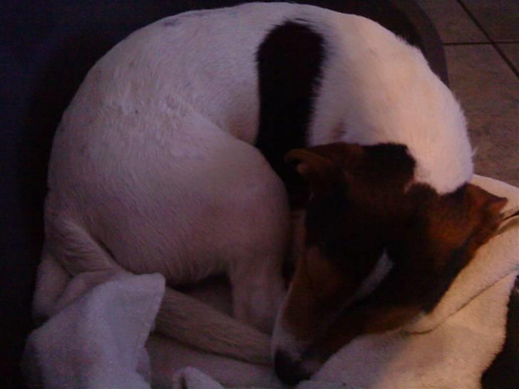 Jack russell terrier Gizzy - det altid dejligt med en lille lur ;b billede 1