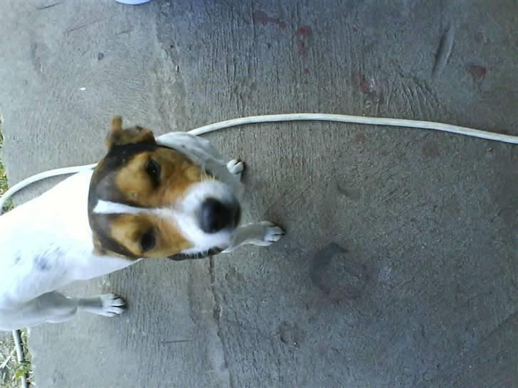 Jack russell terrier Gizzy - lille nysgerié jule gris! (: billede 2