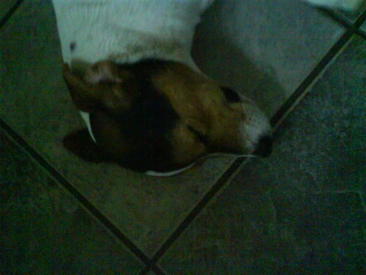 Jack russell terrier Gizzy - Når man er træt må man jo hvile, og det har Gizzy ihvertfald god forstand på! :D billede 3