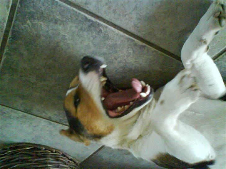 Jack russell terrier Gizzy - gaaab! :D  han billede 4