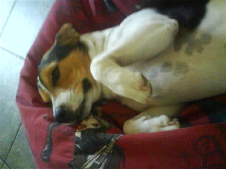 Jack russell terrier Gizzy - Gizzé nyder at være min lille "fotomodel"!! :b billede 5
