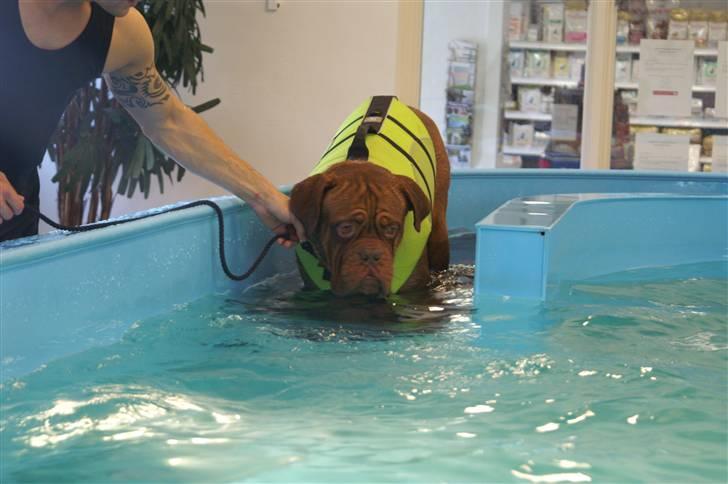 Dogue de bordeaux Rosco - Rosco i svømmehallen...-ikke sjovt billede 1