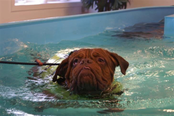 Dogue de bordeaux Rosco - Billedet taler vidst for sig selv *LOL* billede 2