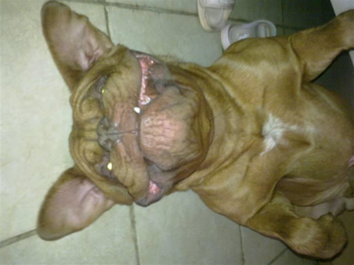 Dogue de bordeaux Rosco - Tosse er liiiige vågnet <3 billede 3